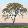 American Elm Tree